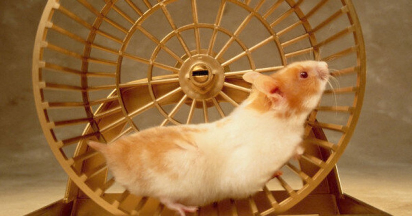 Un hamster qui court dans sa roue