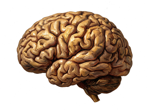 Illustration anatomique du cerveau humain